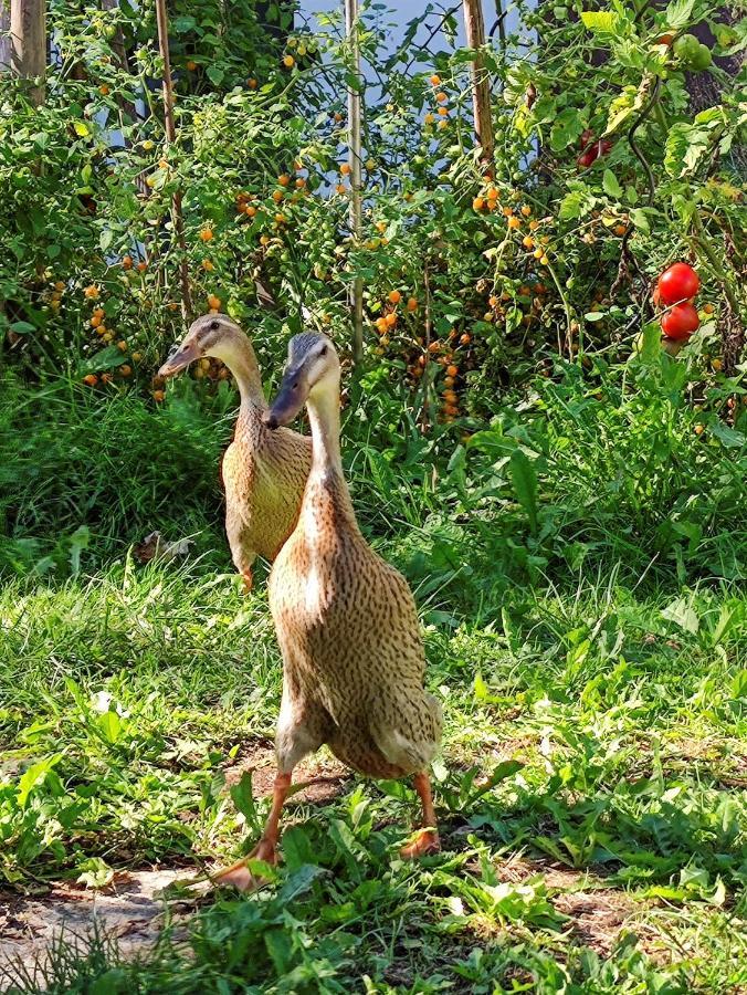 Modernes Zimmer Am Park Mit Garten, Huehner & Enten Мюнхен Экстерьер фото